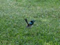 0103-1444 Bird from Hunter Valley Gardens (1070207)